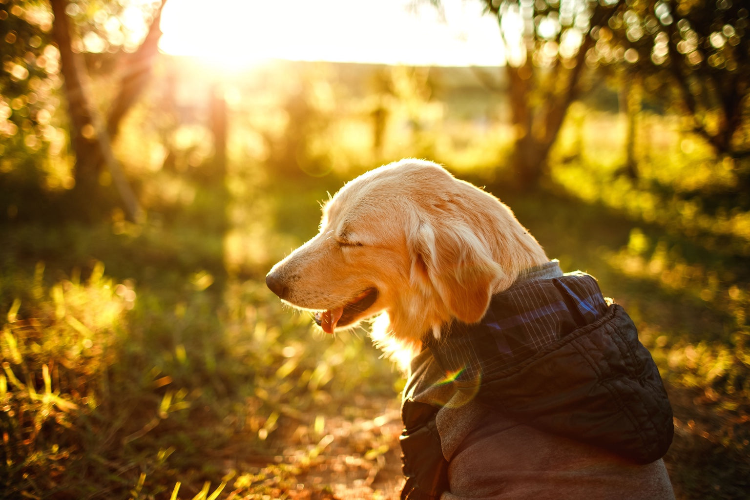 Dog enjoying warm sunlight outdoors